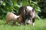 BULL TERRIER MINIATURE 143